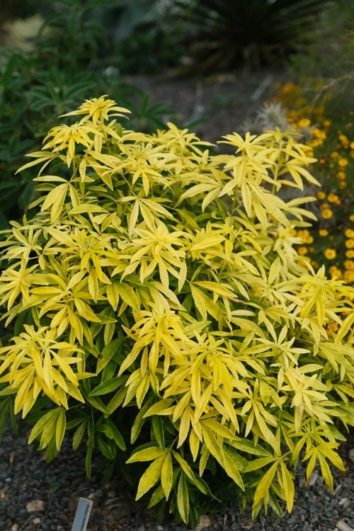 Goldfingers Mexican Orange Blossom (Choisya) - 1 Gallon Pot - Image 5