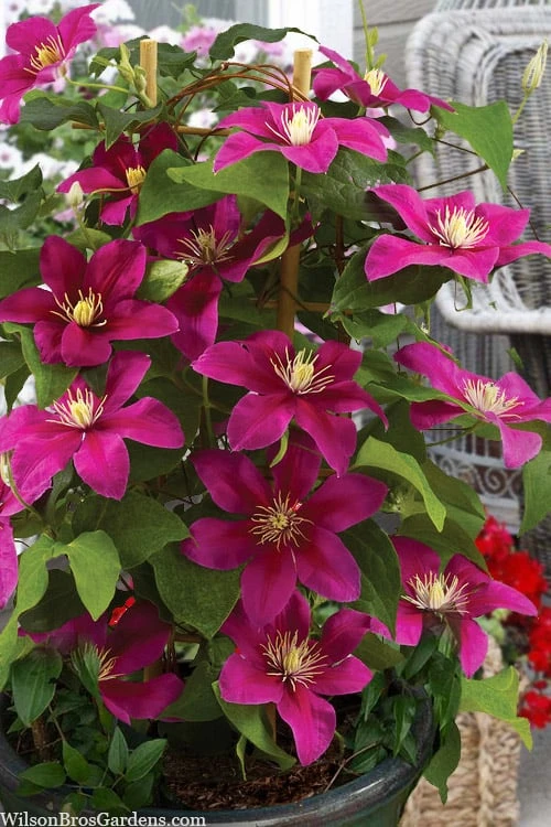 Acropolis Clematis - 1 Gallon Pot - Image 4