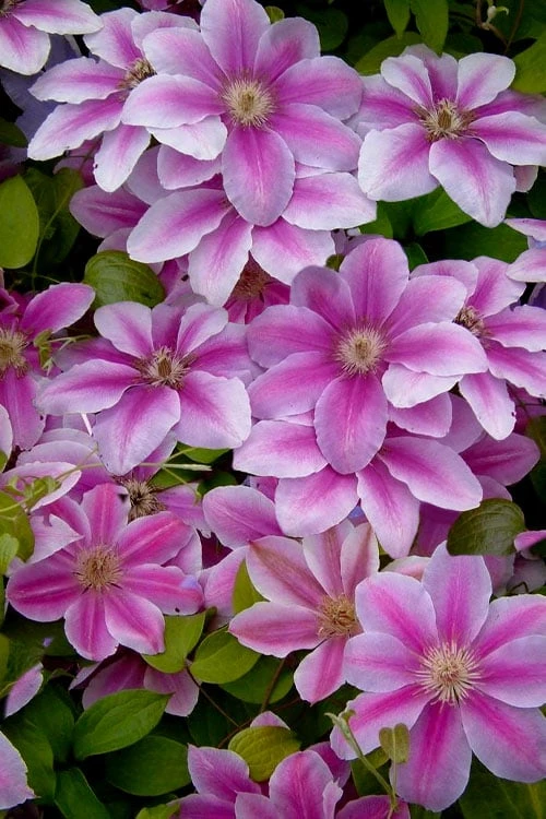 Bees Jubilee Clematis - 1 Gallon Pot - Image 4