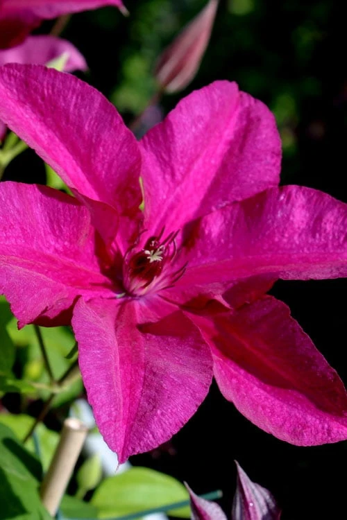Cardinal Wyszynski Clematis - 1 Gallon Pot - Image 5