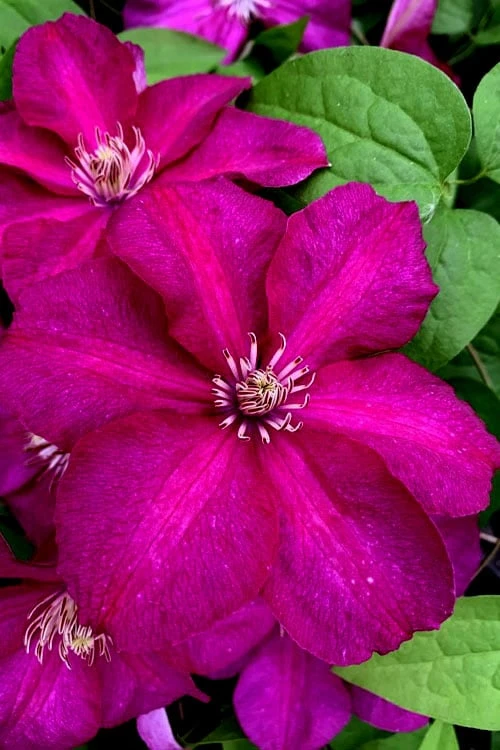 Cardinal Wyszynski Clematis - 1 Gallon Pot - Image 6