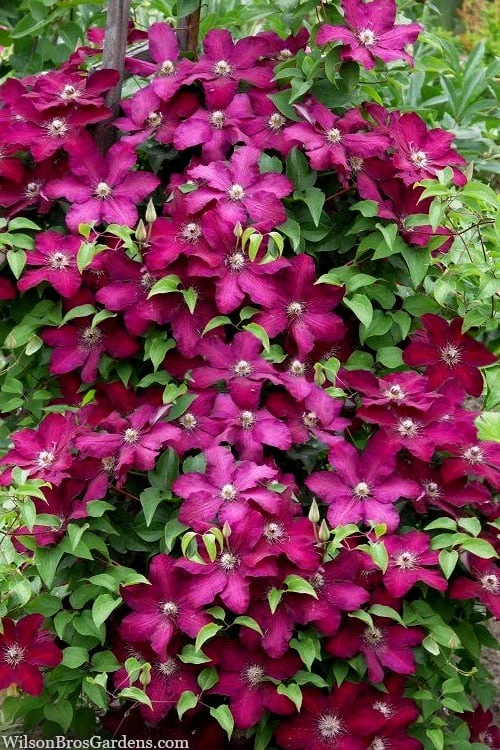 Cardinal Wyszynski Clematis - 1 Gallon Pot - Image 4