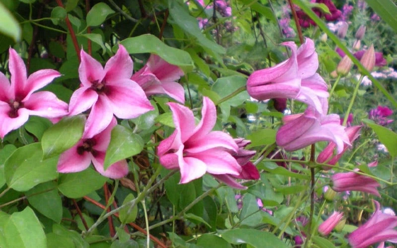 Duchess Of Albany Clematis - 1 Gallon Pot - Image 8