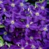 Jackmanii Superba Clematis - 1 Gallon Pot