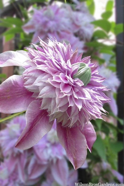 Josephine Clematis - 1 Gallon Pot
