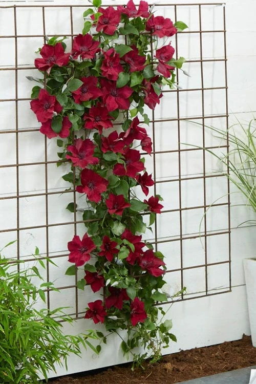 Nubia Clematis - 1 Gallon Pot - Image 8