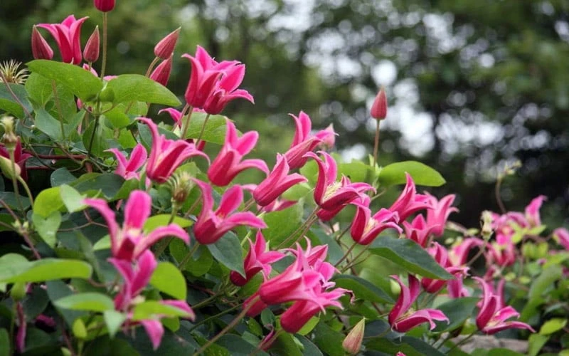 Princess Diana Clematis - 1 Gallon Pot - Image 8