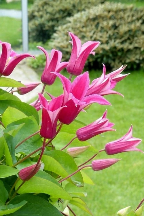 Princess Diana Clematis - 1 Gallon Pot - Image 4