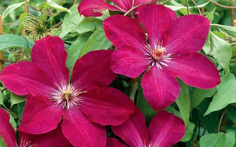 Rouge Cardinal Clematis - 1 Gallon Pot - Image 5