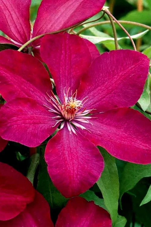Rouge Cardinal Clematis - 1 Gallon Pot - Image 4