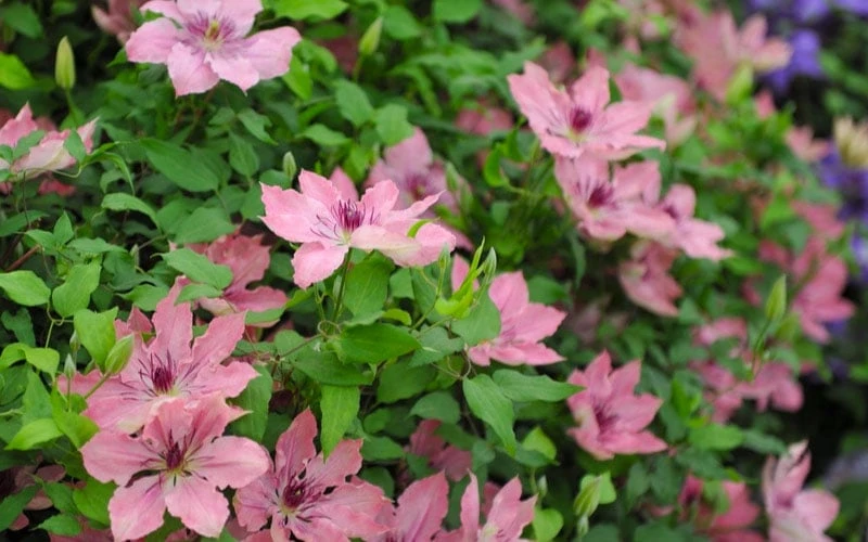 Sarah Elizabeth Clematis - 1 Gallon Pot - Image 5