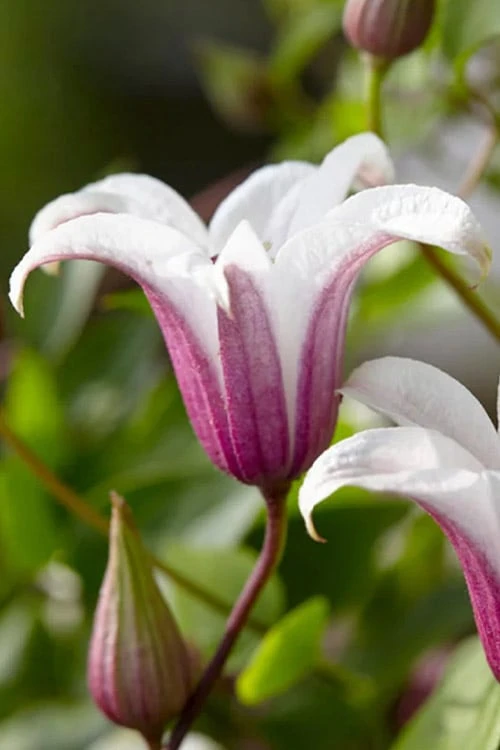 Princess Kate Clematis - 1 Gallon Pot - Image 9