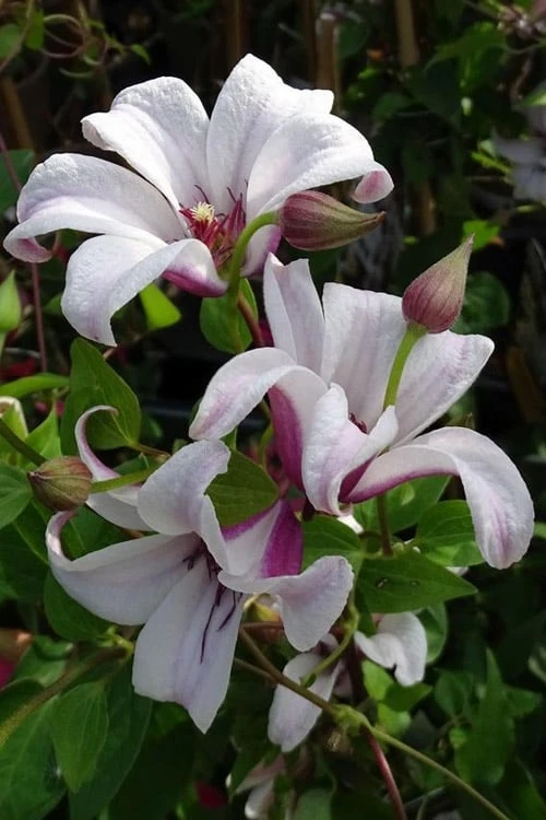 Princess Kate Clematis - 1 Gallon Pot - Image 7