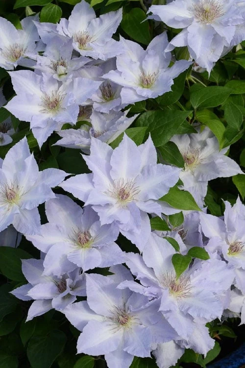 Tranquilite Clematis - 1 Gallon Pot - Image 4