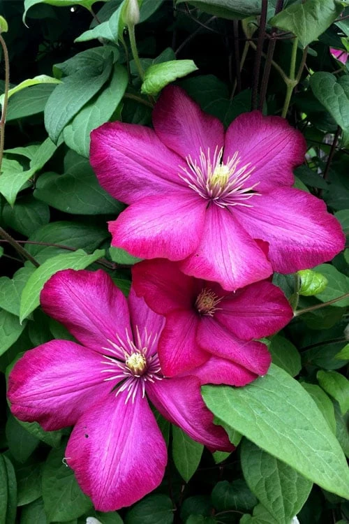 Ville De Lyon Clematis - 1 Gallon Pot - Image 7