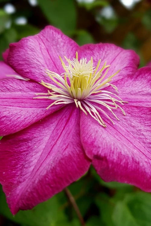 Ville De Lyon Clematis - 1 Gallon Pot - Image 6