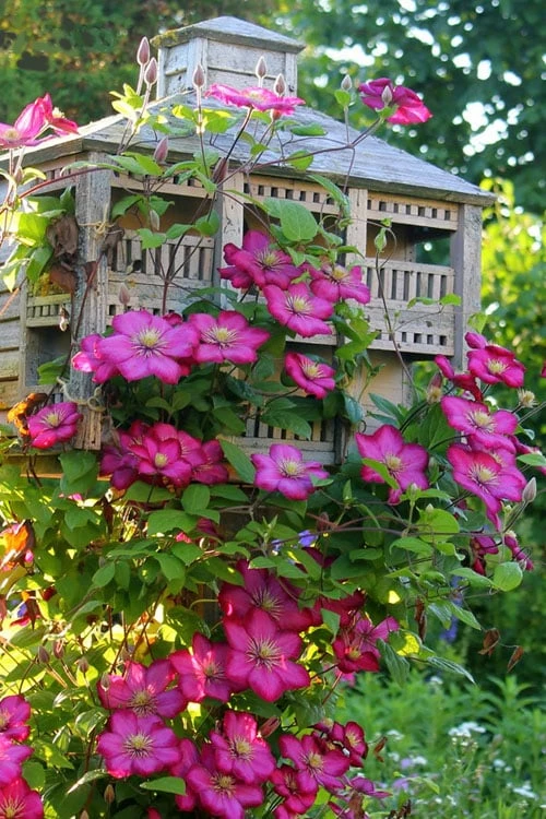 Ville De Lyon Clematis - 1 Gallon Pot - Image 4