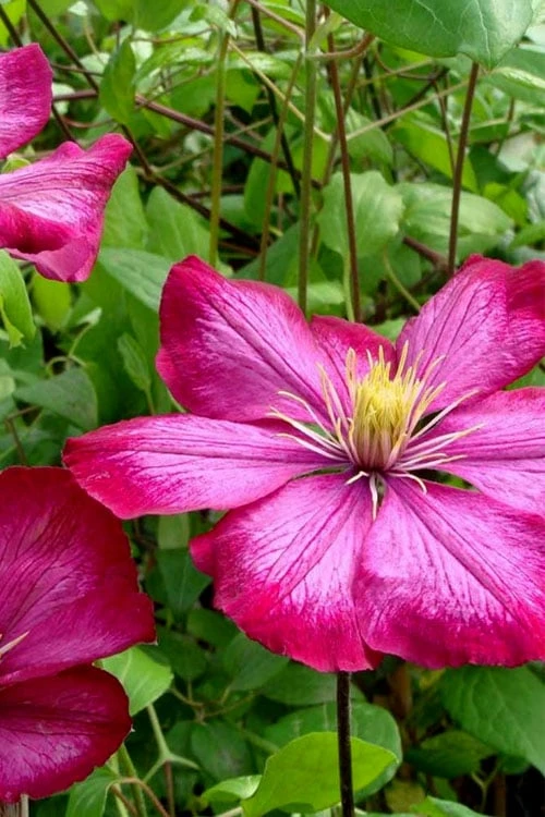 Ville De Lyon Clematis - 1 Gallon Pot