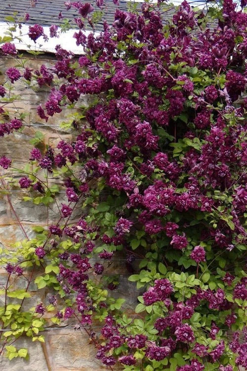 Purpurea Plena Elegans Clematis - 1 Gallon Pot - Image 7