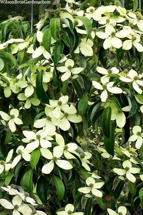 Bernice Evergreen Dogwood Tree (Cornus Angustata) - 2 Gallon Pot - Image 4