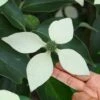 Bernice Evergreen Dogwood Tree (Cornus Angustata) - 2 Gallon Pot