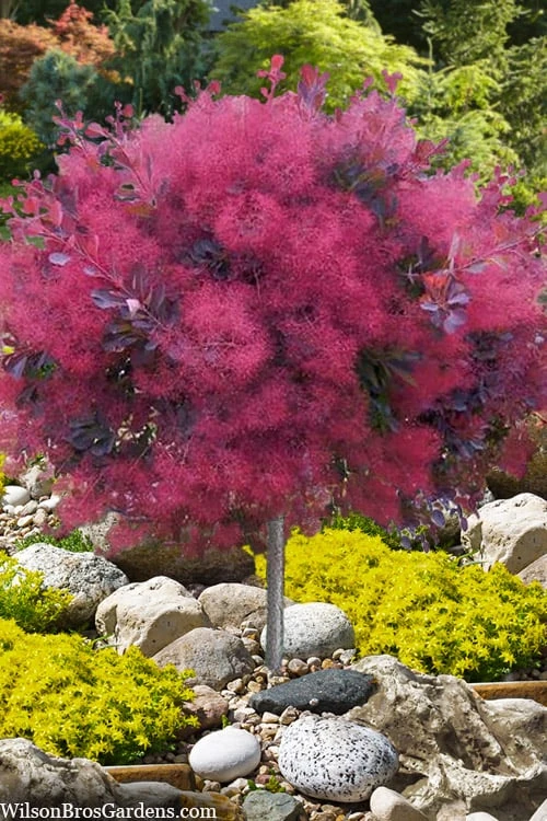 Dusky Maiden Smoke Tree (Single Trunk Topiary) - 7 Gallon Pot (3-4')