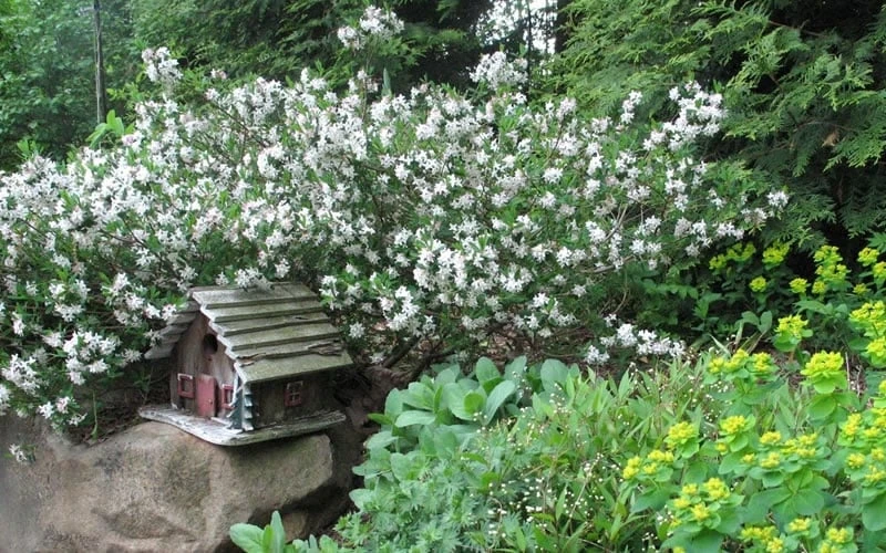 Jim's Pride White Summer Daphne - Daphne X Transatlantica - 1 Gallon Pot - Image 4