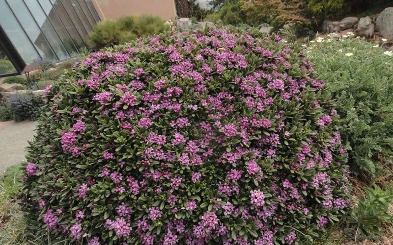 Lawrence Crocker Dwarf Daphne - 2 Gallon Pot - Image 5