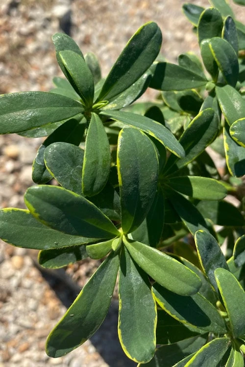 Splash Variegated Summer Daphne - 1 Gallon Pot - Image 4