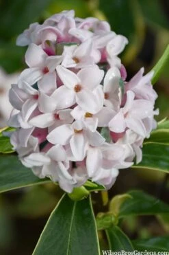 Splash Variegated Summer Daphne - 1 Gallon Pot