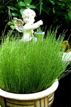 Dwarf Horsetail Reed Grass (Equisetum Scirpoides) - 1 Gallon Pot