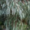 Angus Cold Hardy Eucalyptus Tree (Eucalyptus Nicholii) - 3 Quart Pot