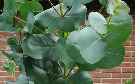 Big O Cold Hardy Eucalyptus Tree (Eucalyptus Neglecta) - 1 Gallon Pot - Image 7