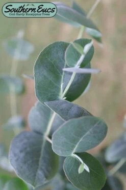 Big O Cold Hardy Eucalyptus Tree (Eucalyptus Neglecta) - 6 Pack Of 1 Gallon Pots