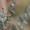 Sheila Cold Hardy Eucalyptus Tree (Eucalyptus Stellulata) - Quart Pot
