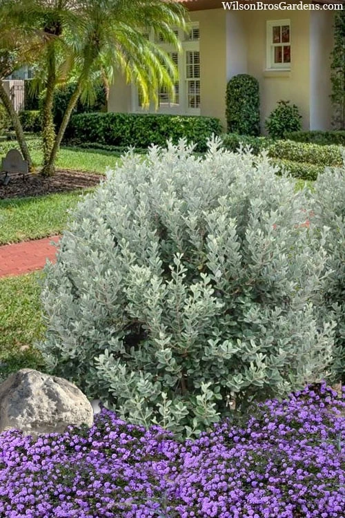 Bambina Dwarf Pineapple Guava (Feijoa Sellowiana ' Tharfiona') - 3 Gallon Pot - Image 4