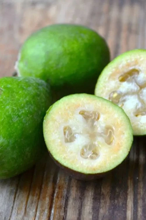 Bambina Dwarf Pineapple Guava (Feijoa Sellowiana ' Tharfiona') - 3 Gallon Pot - Image 5