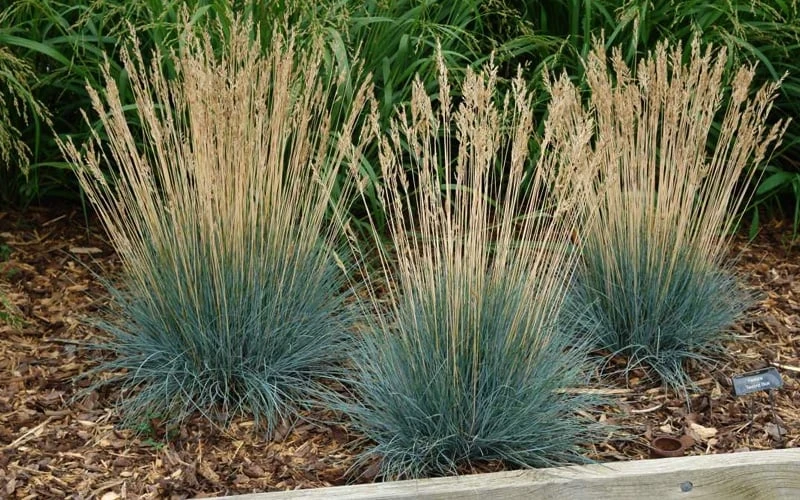 Beyond Blue Festuca (Fescue) - 3 Pack Of Quart Pots - Image 7