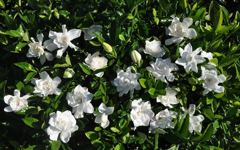 Summer Snow Gardenia - 3 Gallon Pot - Image 6