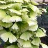 Snow Cloud Ginkgo Tree - 3 Gallon Pot