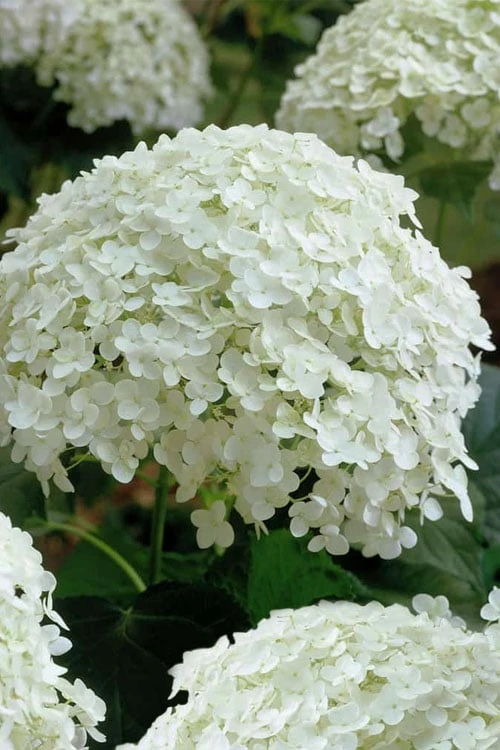 Annabelle Hydrangea - 3 Gallon Pot - Image 9
