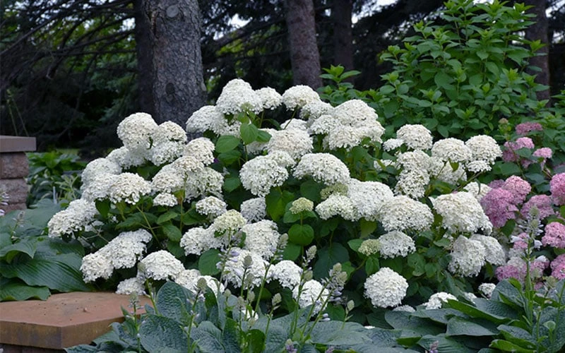 Annabelle Hydrangea - 3 Gallon Pot - Image 7