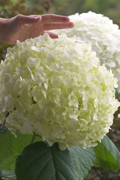 Incrediball Smooth Hydrangea - 3 Gallon Pot - Image 6