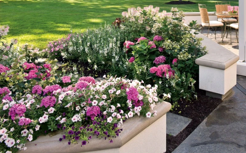 Let's Dance 'Big Band' Dwarf Hydrangea - 3 Gallon Pot - Image 7