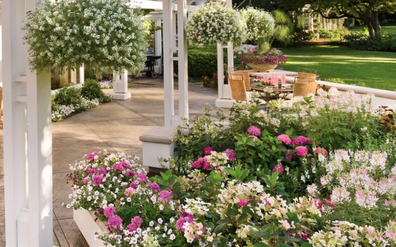 Let's Dance 'Big Band' Dwarf Hydrangea - 3 Gallon Pot - Image 6