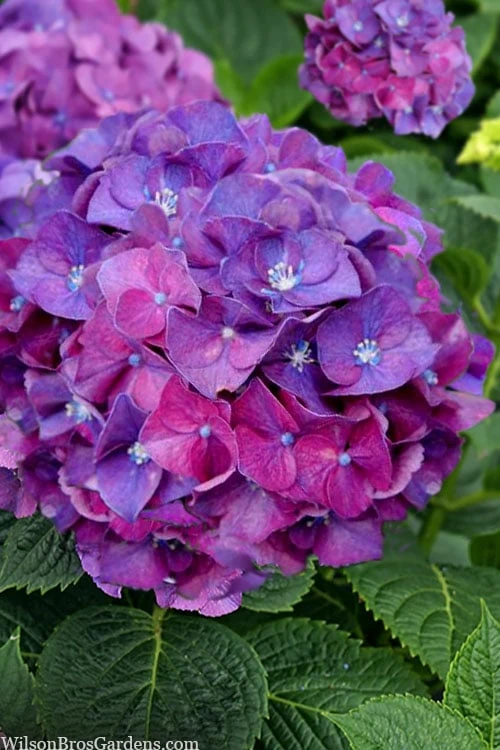 Let's Dance 'Big Band' Dwarf Hydrangea - 3 Gallon Pot - Image 5