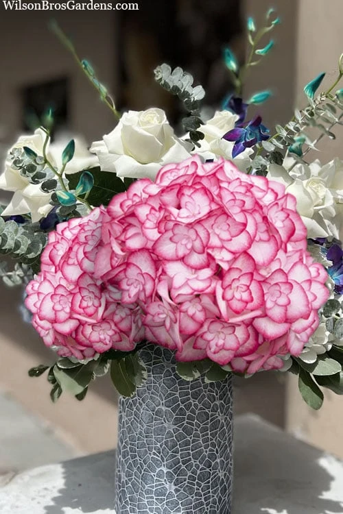 Miss Saori Hydrangea - 1 Gallon Pot - Image 6