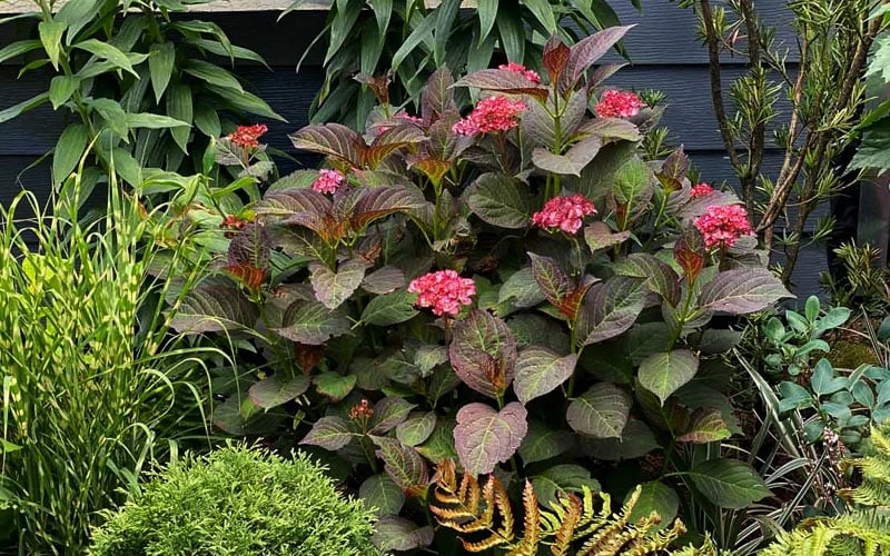 Miss Saori Hydrangea - 1 Gallon Pot - Image 7