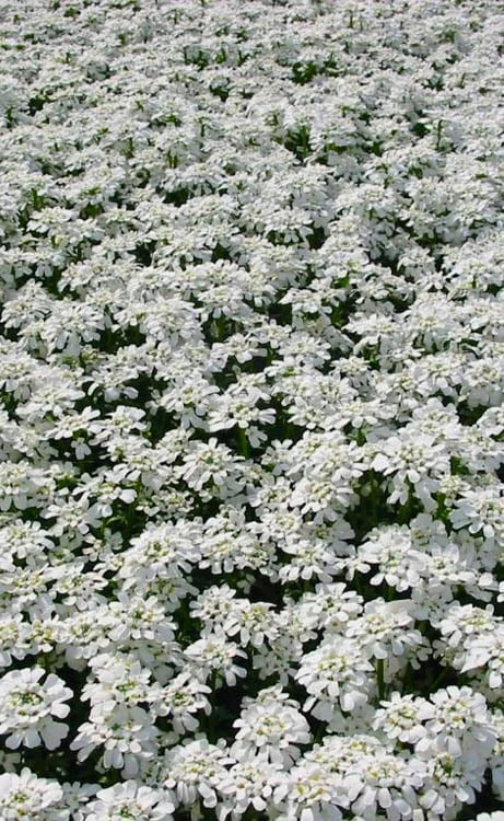 Alexander's White Candy Tuft (Iberis) - 1 Gallon Pot - Image 7