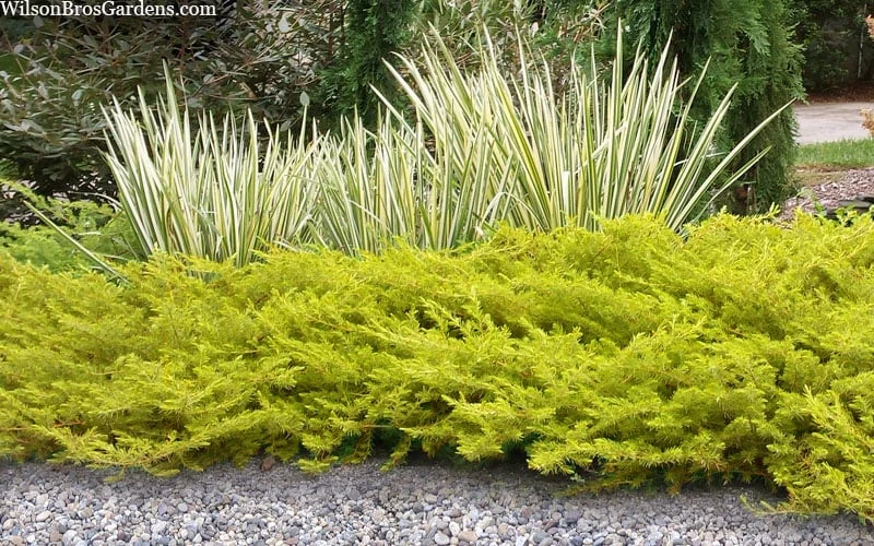 All Gold Golden Pacific Juniper - 1 Gallon Pot - Image 5